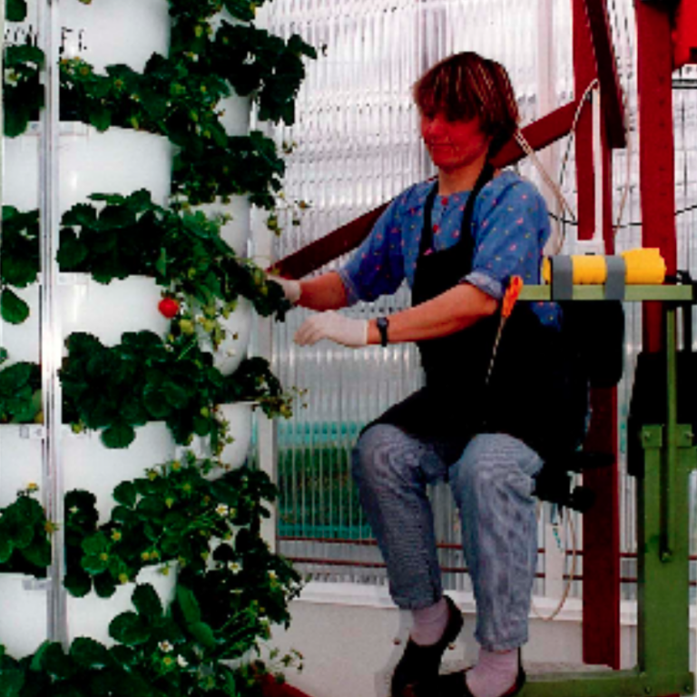 Dame høster og kontrollerer plantene i conveyorsystemet i veksthuset.