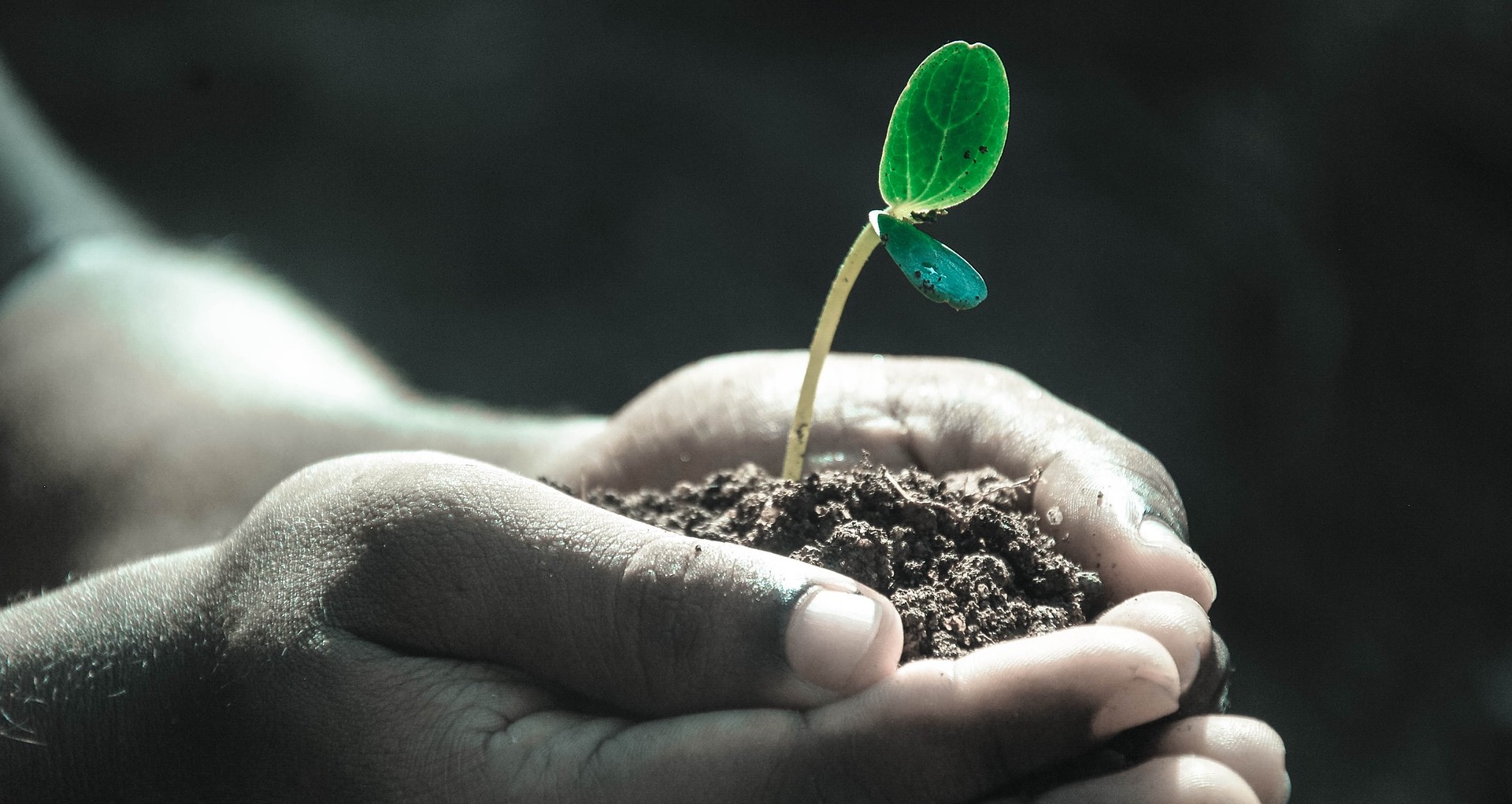 Hvordan blir en plantes vekst påvirket av tyngdekraften?